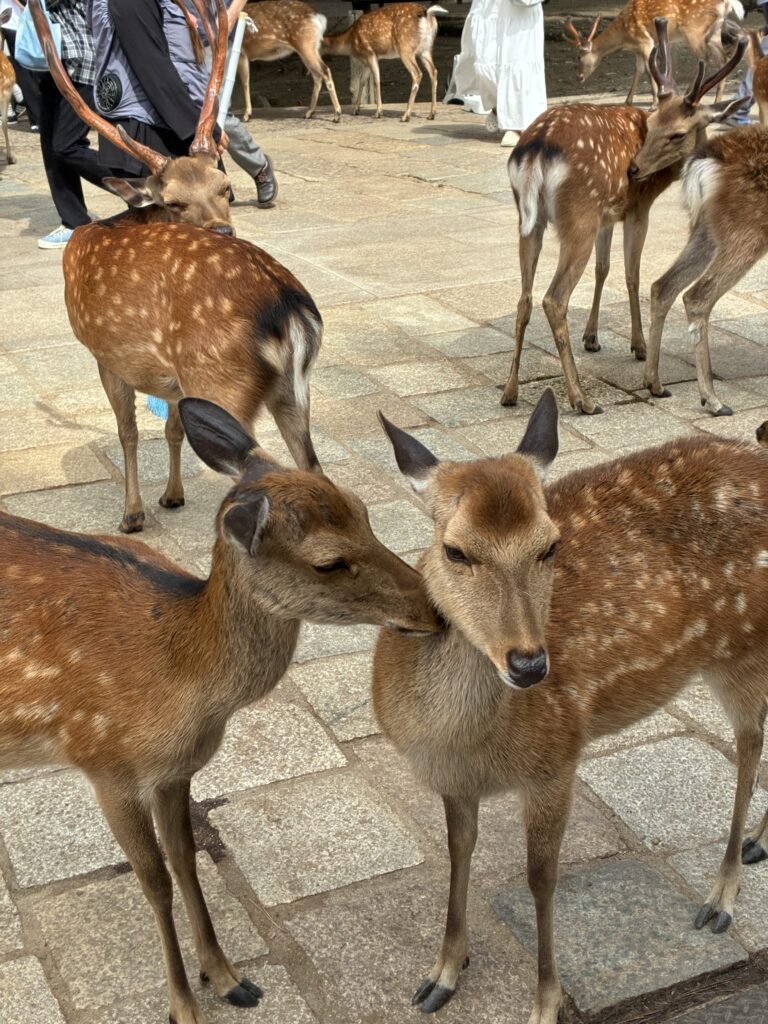 奈良鹿